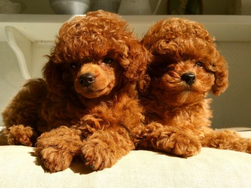 cachorros de caniche toy tomando el sol